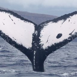 Fluke of HW-MN0441113
