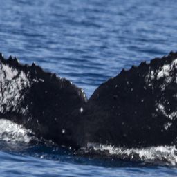 Fluke of HW-MN0441114