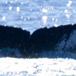 Fluke of HW-MN0441116
