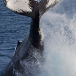 Fluke of CRC-14054