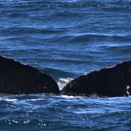 Fluke of CRC-17616
