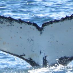 Fluke of HW-MN1301560
