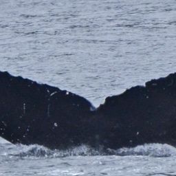 Fluke of SEAK-5401