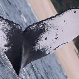 Fluke of CRC-12425