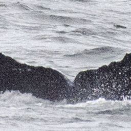 Fluke of Hoohulipipi