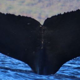 Fluke of HW-MN0441120