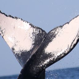 Fluke of HW-MN0441125