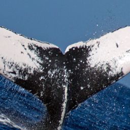 Fluke of HW-MN0441126