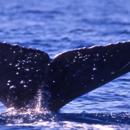 Fluke of PWF-NP_0013