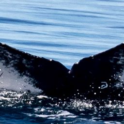 Fluke of CRC-16697