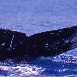 Fluke of BCY0133