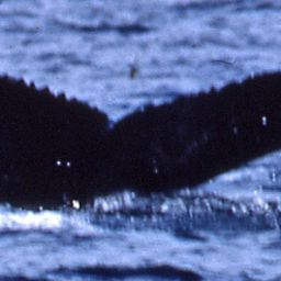 Fluke of Elwha