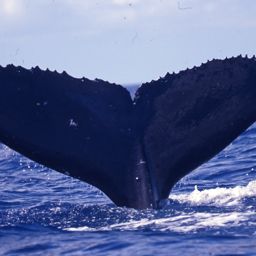 Fluke of PWF-NP_0200