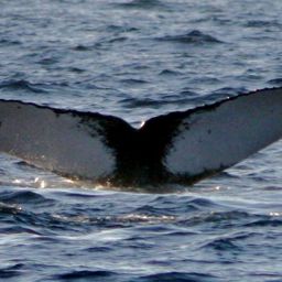 Fluke of PWF-NP_0289