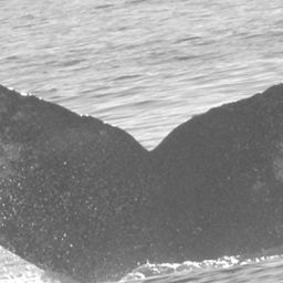 Fluke of CRC-10012