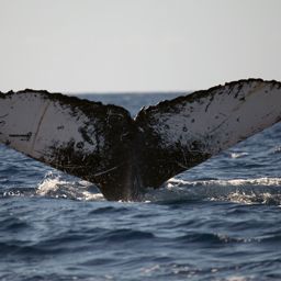 Fluke of PWF-NP_0177