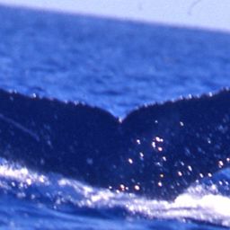 Fluke of Arreeba