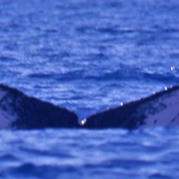 Fluke of PWF-NP_0228