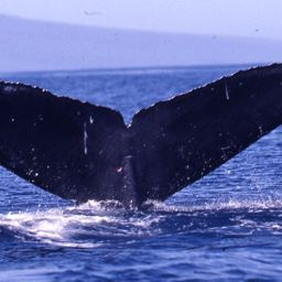 Fluke of SEAK-5210