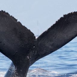 Fluke of BCX0798