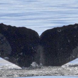Fluke of CRC-11738