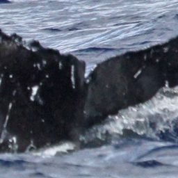 Fluke of PWF-NP_0454