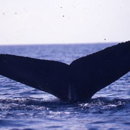 Fluke of BCX0089
