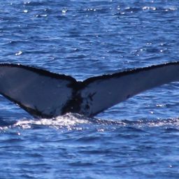 Fluke of PWF-NP_0597