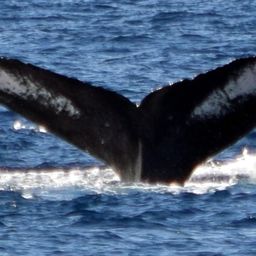 Fluke of BCY0344