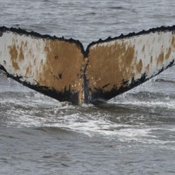 Fluke of AHWC-1632