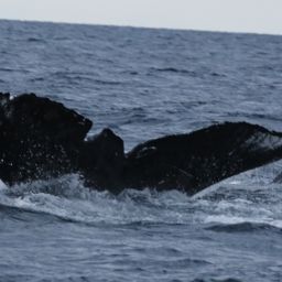 Fluke of BCY0700