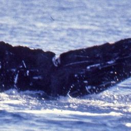 Fluke of BCX0186
