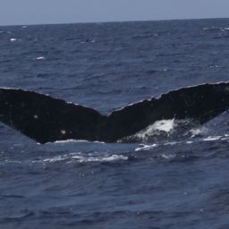 Fluke of SEAK-1128