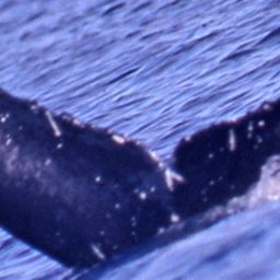 Fluke of SEAK-2367