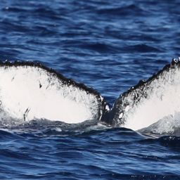 Fluke of BCY0979