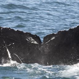 Fluke of CRC-12452