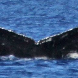 Fluke of Oceanus