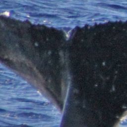 Fluke of PWF-NP_0462