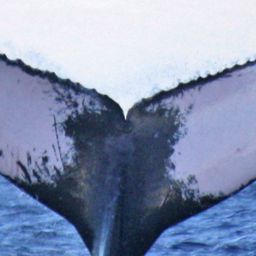Fluke of SEAK-5148