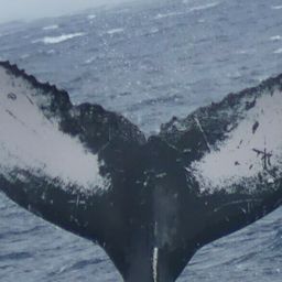 Fluke of CRC-18637