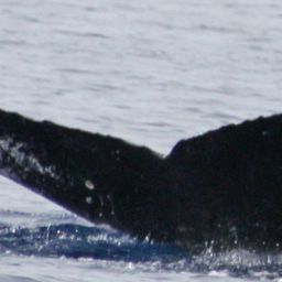Fluke of PWF-NP_0460