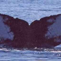 Fluke of PWF-NP_0526