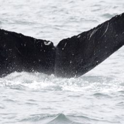 Fluke of CRC-10135
