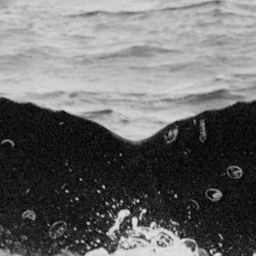 Fluke of Wahihoano