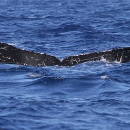 Fluke of PWF-NP_0629