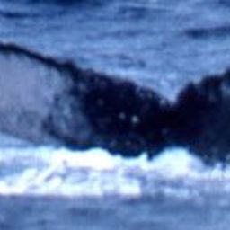 Fluke of CRC-19181