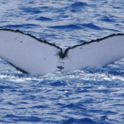 Fluke of PWF-NP_0836