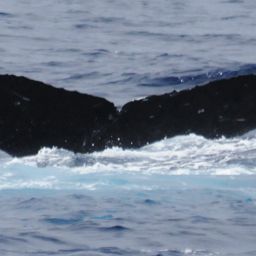 Fluke of BCX1153
