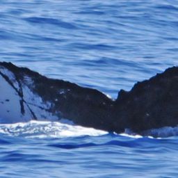 Fluke of BCY0288