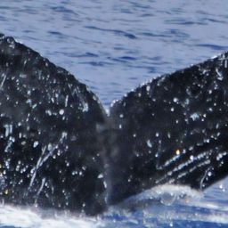 Fluke of Naupaka